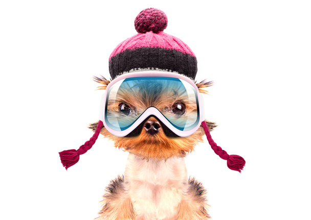 cane vestito da sciatore
 - Foto, immagini