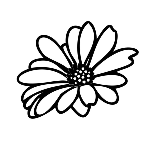 Daisy fsummer bloem, bloemenelementen hand getrokken - Vector, afbeelding