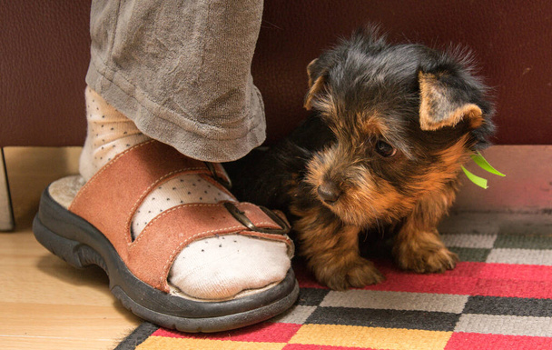 Chiot australien Silky Terrier et jambes humaines. Chien d'homme, chaussures et chaussettes. - Photo, image