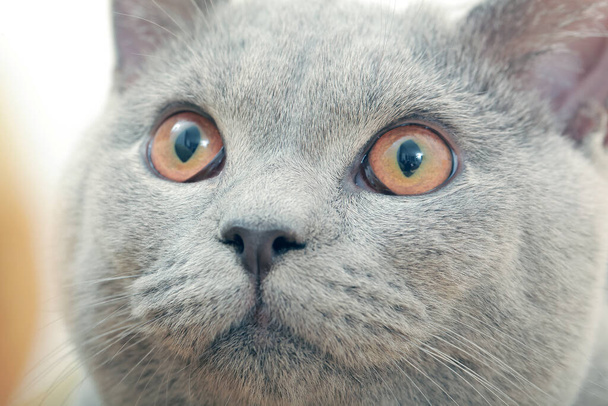 gray cat close up portrait - Foto, Bild