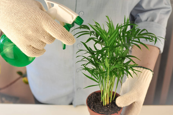 Manos de jardinero en guantes con chamedorea verde. Foto de alta calidad - Foto, imagen