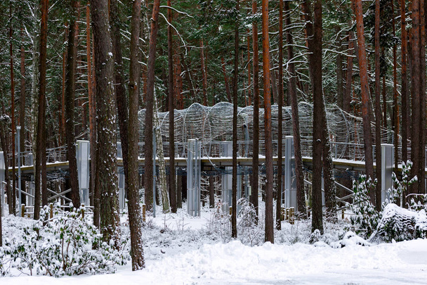 Зимовий лісовий парк Дзінтарі в Латвії (Юрмала).. - Фото, зображення