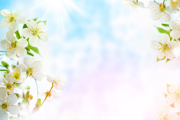 φύση. Ανθισμένο κλαδί κεράσι. Έντονα πολύχρωμα ανοιξιάτικα λουλούδια - Φωτογραφία, εικόνα