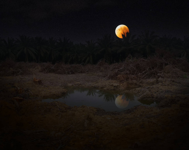 нічна сцена на вільній землі
 - Фото, зображення