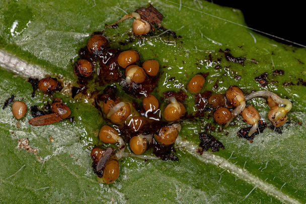 Małe żółte nasiona w żelatynowej substancji Rozsiewacz nasion odchodów nietoperzy zwierzęcych - Zdjęcie, obraz