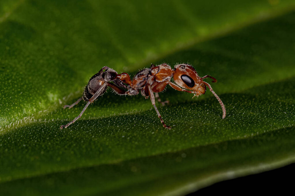 Adult Female Twig Ant of the Genus Pseudomyrmex - Photo, Image