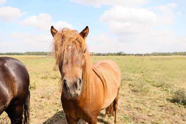Jolis chevaux de poney dans le sanctuaire de la faune - Photo, image