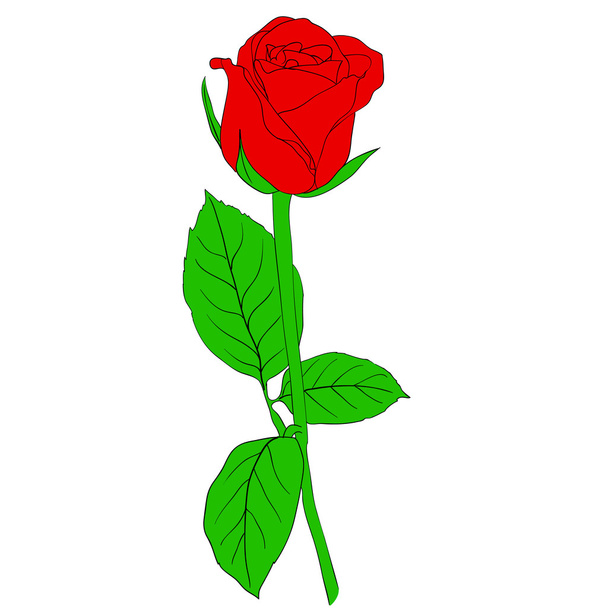 One red Rose in hand drawn style - Photo, Image