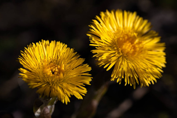 Close-up of beautiful yellow flowers of medicinal spring plant coltsfoot, selective focus - Foto, Imagem