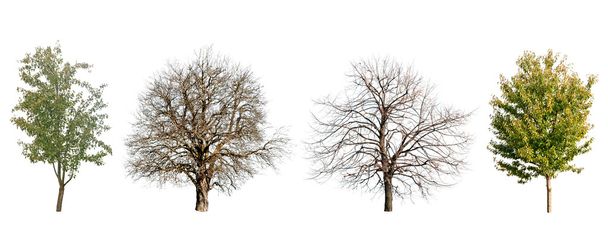 trees isolated - Фото, изображение