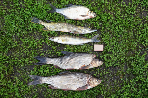 夏の釣りのトロフィー-新鮮なキャッチパイク、パイクパーチ、タイとアイドは草の上に横たわる - 写真・画像