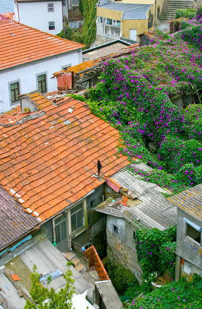 eski Porto renkli kırmızı çatılar - Fotoğraf, Görsel