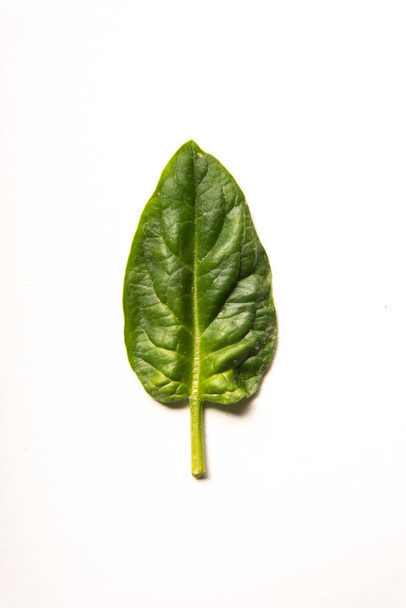 spinach leaf on isolated white background - Foto, Imagem