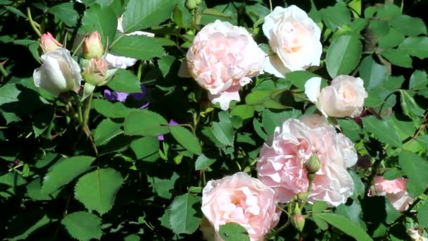 Ένας ανθισμένος θάμνος από το καναδικό τριαντάφυλλο Morden Blush με ανοιχτόχρωμα ροζ λουλούδια από τον κήπο. - Πλάνα, βίντεο