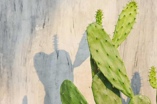 Östliche Kaktusfeige Zement Hintergrund und Sonnenlicht - Foto, Bild