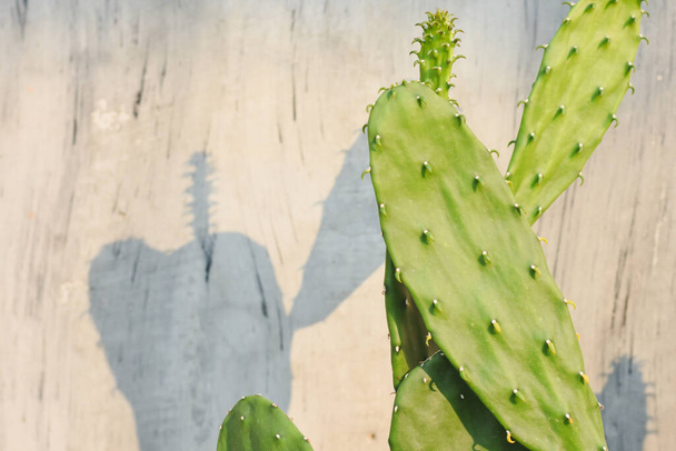 Östliche Kaktusfeige Zement Hintergrund und Sonnenlicht - Foto, Bild