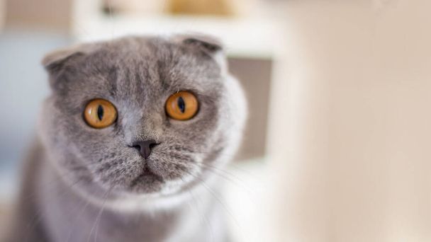 A large portrait of a British shorthair cat looking into the camera. Copy space - Fotó, kép