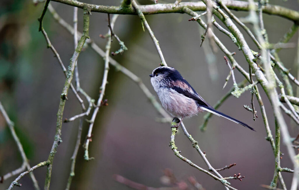 Long tailed tit perched in a tree - Photo, Image