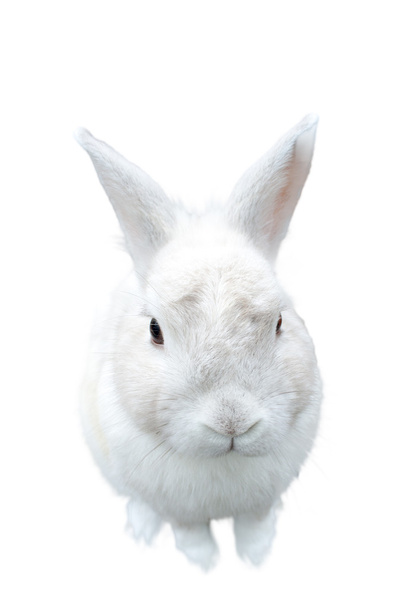 Een vrij leuke pluizig geïsoleerde wit konijn - Foto, afbeelding