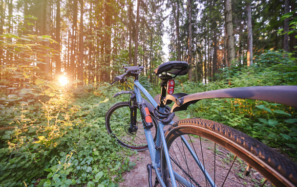 Modré kolo na ranním lesním pozadí ve slunečním světle - Fotografie, Obrázek