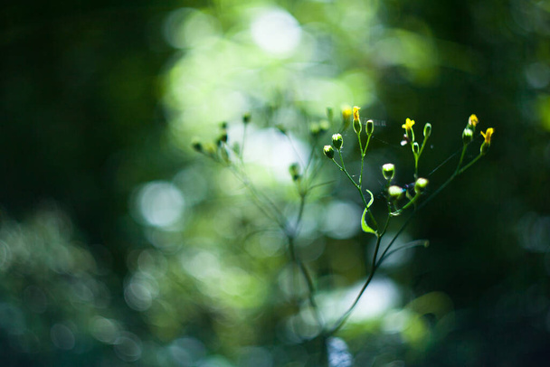 lapsana communis, zielona trawa ziołowa przez helios z rozmyciem na polu z gorącym słońcem - Zdjęcie, obraz