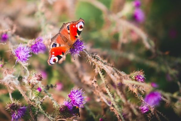 Peacock butterfly on violet flowers - Photo, Image
