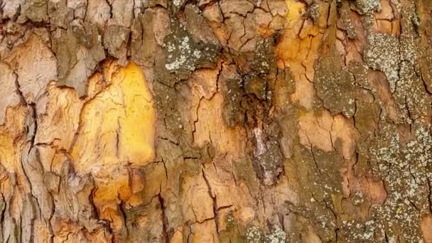 Κοντινό πλάνο του φλοιού των δέντρων στο δάσος στο φυσικό φως του ήλιου. Η υφή του σπασμένου καφέ κορμού δέντρο - Πλάνα, βίντεο