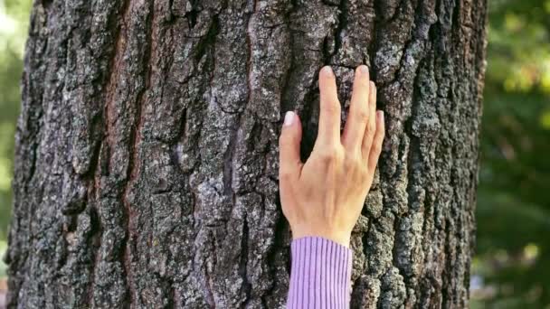 Η γυναίκα αγγίζει το φλοιό του δέντρου με το χέρι της. - Πλάνα, βίντεο