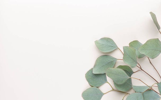 Green leaves eucalyptus on pastel background. flat lay, top view. - Foto, afbeelding