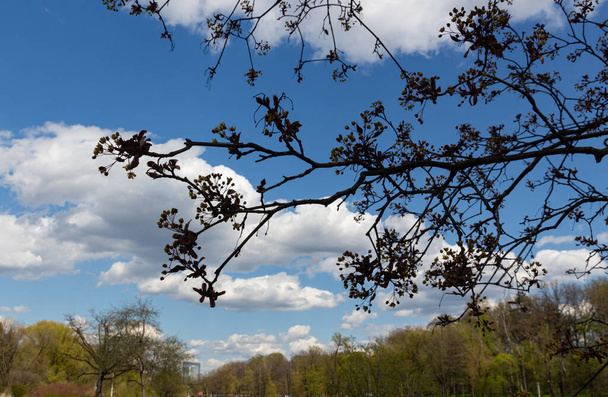 Tree branch with small buds against blue sky with white clouds. Spring vibes seasonal photo. - Photo, Image