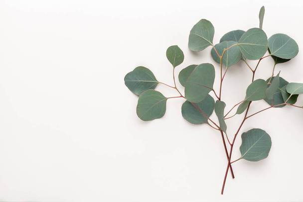 Green leaves eucalyptus on pastel background. flat lay, top view. - Photo, image