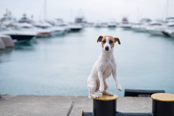 Jack Russell Terrier dog sits on the shore of the harbor. Yacht Club. - Fotografie, Obrázek