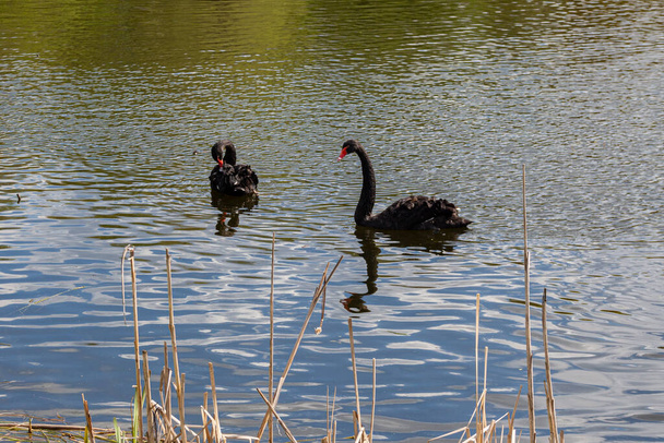 Δυο μαύροι κύκνοι κολυμπούν στη λίμνη την άνοιξη. - Φωτογραφία, εικόνα