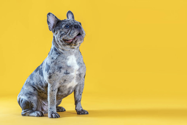 Hermoso joven Bulldog francés sentado sobre fondo amarillo y mira hacia arriba. Inusual gris merle manchado de color. Cara graciosa. Esperando golosinas. Gran espacio de copia. - Foto, Imagen