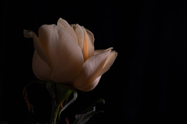Közelkép egy bézs rózsáról. Virág fekete háttérrel. háttér, textúra. Van hely a szövegnek. - Fotó, kép