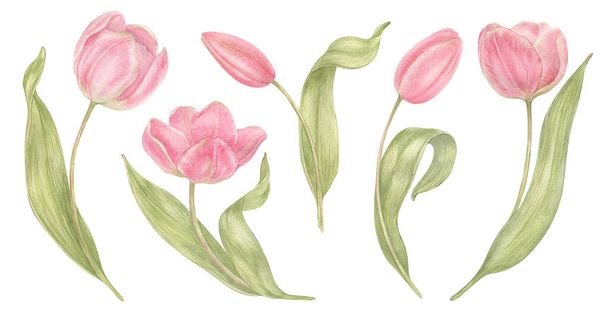 Watercolor hand drawn flowers tulips set in vintage style. Spring Botanical illustration isolated. Perfect for greeting cards, wedding invitation, birthday and mothers day cards. - Photo, image