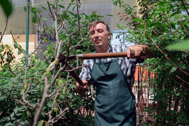 Человек обрезает дерево с помощью клипперов. Мужчина-фермер режет ветви в весеннем саду секаторами или секаторами
 - Фото, изображение