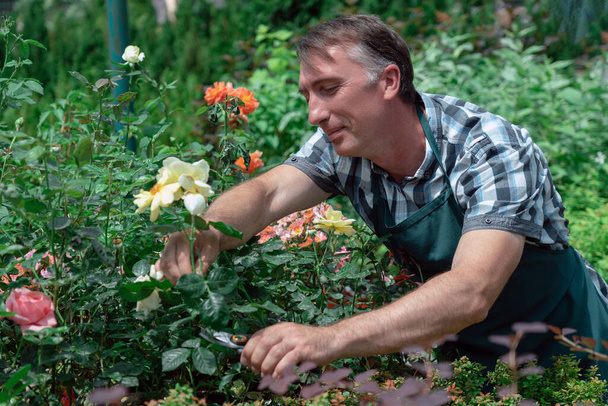 Kertészek kertészkedés és gondozás gyönyörű rózsák - Fotó, kép