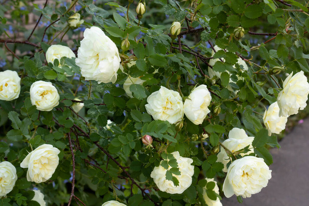 Kukkivan valkoisen ruusunmarjan pensas kaupungin puistossa. - Valokuva, kuva