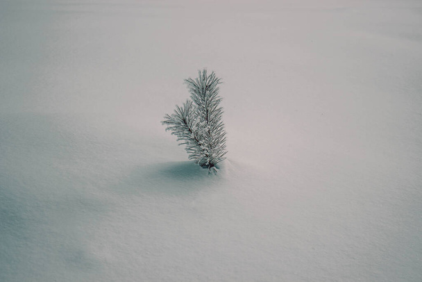 small spruce bush, coniferous tree - Foto, Imagen