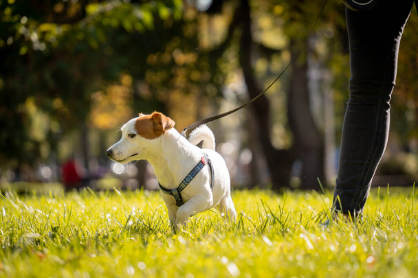 The owner trains the jack russell terrier dog in the park. - Valokuva, kuva