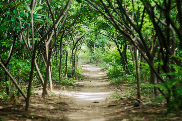 Sandy beach path leads straight into distance under green canopy of tropical trees - Fotoğraf, Görsel