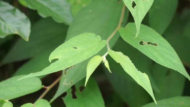 トレマオリエンタル(トレマオリエンタル、カンナベア、チャコールの木、インドの炭の木とも呼ばれます)の葉。関連種の葉からの抽出物(トレマギネス)抗関節炎を示しました. - 映像、動画