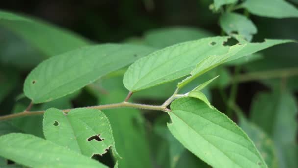 Trema orientale (επίσης ονομάζεται Trema orientalis, Cannabaceae, ξυλόδεντρο, ινδικό δέντρο άνθρακα) φύλλα. Εκχυλίσματα από φύλλα συγγενών ειδών (Trema guineense) έδειξαν αντιαρθριτικό. - Πλάνα, βίντεο