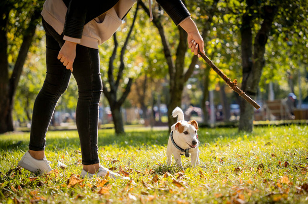 The owner trains the jack russell terrier dog in the park. - Photo, image