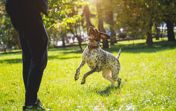 The owner trains the kurzhaar dog in the park. - Fotografie, Obrázek
