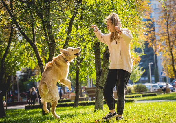 The owner plays the golden retriever dog in the park. - Фото, изображение