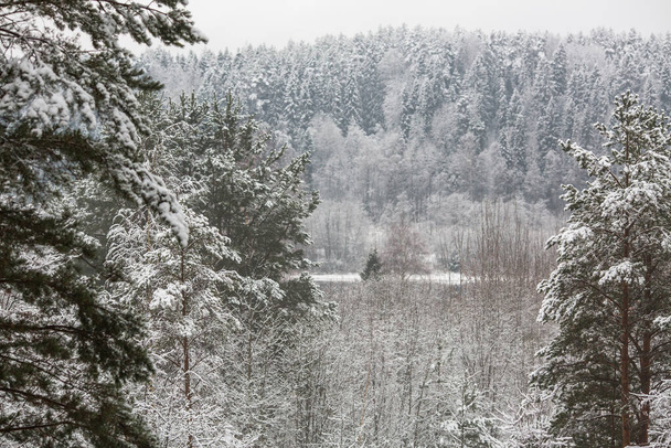 Landscape in a winter snowy spruce forest.  - 写真・画像