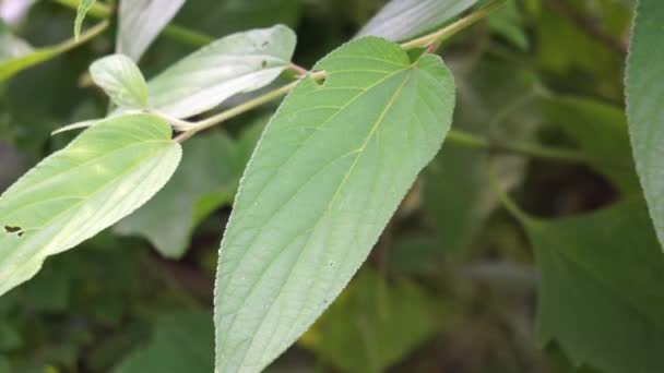 Trema orientale (más néven Trema orientalis, Cannabaceae, faszén fa, indiai faszén fa) levelek. A rokon fajok leveleiből nyert kivonatok (Trema guineense) ízületi gyulladásgátlót mutattak. - Felvétel, videó