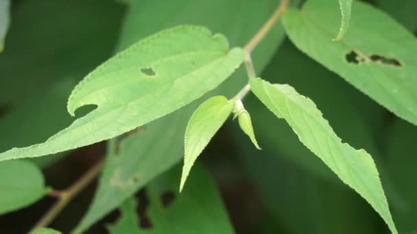 Trema orientale (επίσης ονομάζεται Trema orientalis, Cannabaceae, ξυλόδεντρο, ινδικό δέντρο άνθρακα) φύλλα. Εκχυλίσματα από φύλλα συγγενών ειδών (Trema guineense) έδειξαν αντιαρθριτικό. - Πλάνα, βίντεο